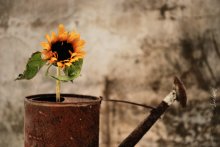 with a sunflower .... / ***