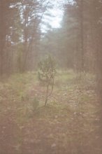 Tree / ***