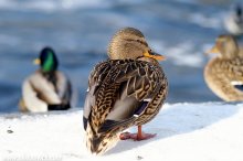 February ducks) / ***