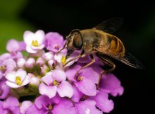 Hoverfly / ***