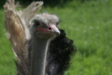 ostrich / ***