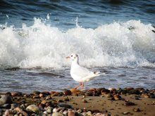 Seagull / ***