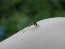 good landing / ***