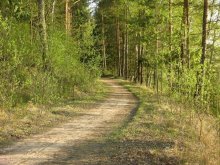 path in the woods in lengthwise banks of the Dnieper / ***