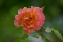 Flowers / ******
