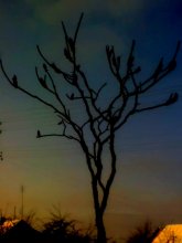 sapling / ***