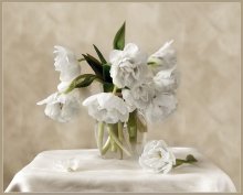 Of white tulips / !!!!!!!!!!!!!!!!!!!!!!!