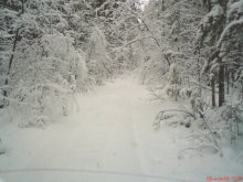 In the wilds of the taiga / ***