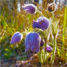 Fluffy gift of spring / ***