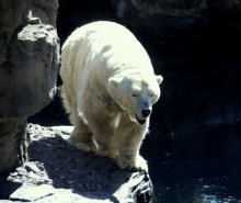 Spring at the zoo / ***