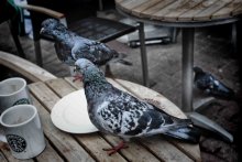Starbucks and the Pigeons / ***