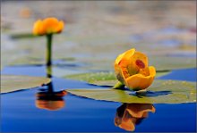 Water lily and water / ***