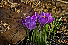 I congratulate all of spring! / ***