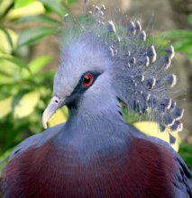 Hairdo. To the envy of fashionable women. / ***