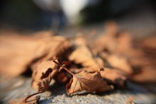 Autumn / *****