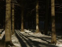Study in the winter forest / ***