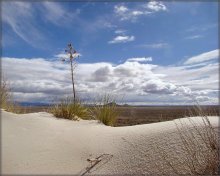yucca white sands / ***
