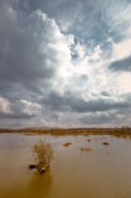 Flood / ***