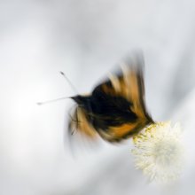 The butterfly effect of chaos theory, or Testing / ***