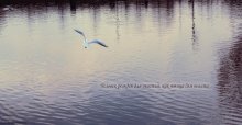 Man is born for happiness as a bird to fly / ***