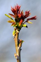 Spring. Awakening. / ***