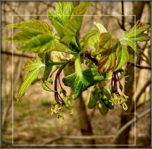 we've got Vesna .. / .....