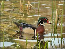 wood duck / ***