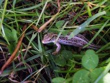 lizard / ***