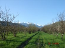 nature of the windows of the house / ***