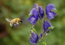 Flight of the Bumblebee / ***