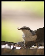 clever bird ... / ***