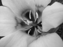 Flowers / ***