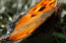 urticaria is not only a valuable fur ... / ***