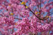 Spring Color / ***