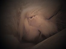pussy / *******