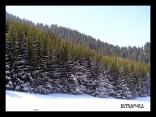 Christmas trees on Butakovka ^ __ ^ / ***