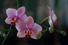 Orchids / ***