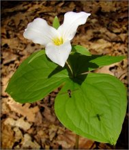 trohrukae na-te-te / ***