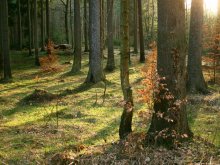 Paradise woods / ***