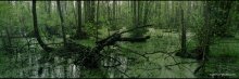 Russian swamp - a mysterious landscape. / ***