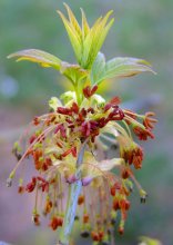 Flowering Maple / ***