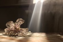 Light / ***
