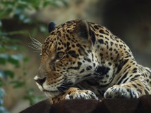 What are you thinking Jaguar / ***