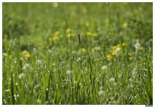 Vesniane wounds / .....