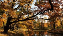 Branches over the water / ***