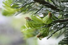 spruce flowers-2 / ***