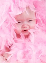 Miracle in the feathers / ***