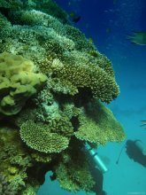 Edge of the reef / ***