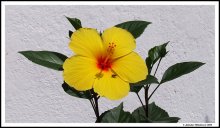 Fly / Fly on the hibiscus flower.