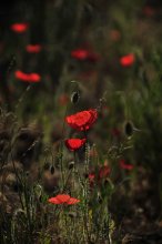 Poppies, poppies, red poppies ... / *****